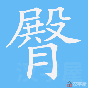 《臀》的笔顺_演示臀的笔顺及臀字的笔画顺序